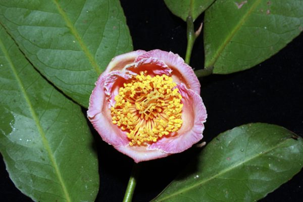Phát hiện loài hoa Trà mi đặc hữu cực hiếm ở Vườn Quốc gia Bidoup-Núi Bà