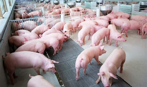 Đổ tỷ USD trồng cây, nuôi lợn: 10 năm chưa nghĩ ngày kiếm lãi