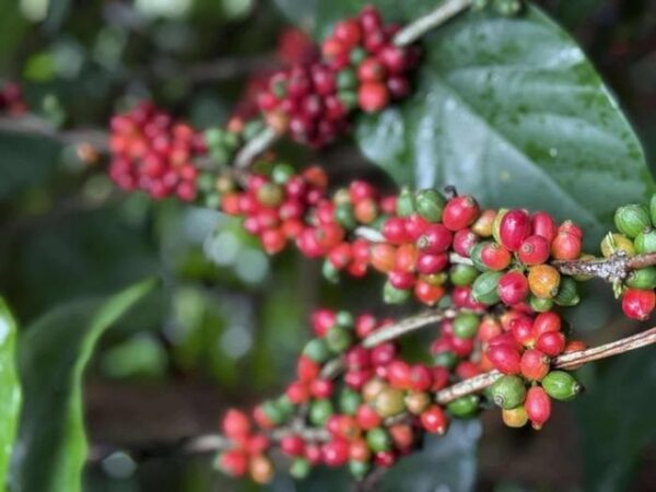 Giá cà phê hôm nay 19-8: Robusta thụt lùi, thị trường Trung Quốc ra sao?
