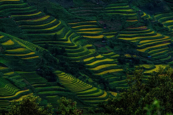 Mùa lúa ngả vàng trên khắp núi đồi Tây Bắc