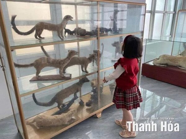 Độc đáo không gian trưng bày mẫu tiêu bản động, thực vật