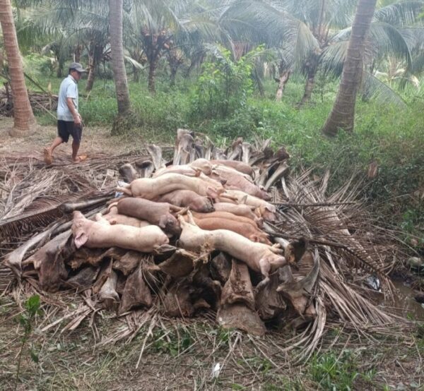 Vĩnh Long: Bệnh dịch tả heo châu Phi vẫn gia tăng ra diện rộng